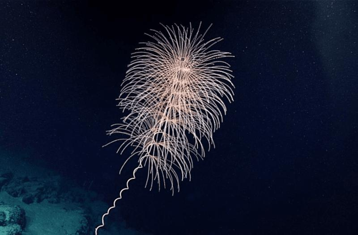 Il corallo molle delle profondità marine Iridogorgia è uno dei tanti membri degli octocoralli che utilizza la bioluminescenza ereditata da un antenato del precambriano