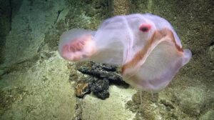 Un isopode rosso è stato avvistato all'interno di una medusa Deepstaria nel 2019 da scienziati a bordo della nave da ricerca EV Nautilus nel Monumento Marino Nazionale delle Isole Remote del Pacifico.