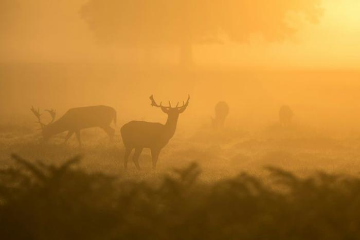 deer-m-1.jpg