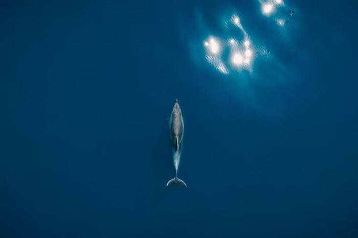 A single dolphin swimming in the sea taken from above. There are sunlight reflections on the water on the top right of the image.