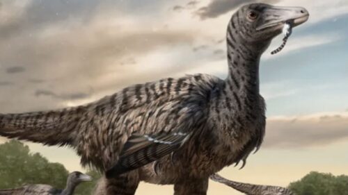 Trovate gigantesche impronte di Velociraptor in Cina: “sono le più grandi di sempre”