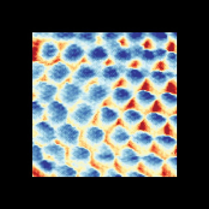 Un'immagine di un cristallo di Wigner triangolare scattata con il microscopio a effetto tunnel. Ogni sito (regione circolare blu) contiene un singolo elettrone localizzato