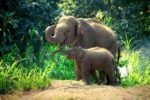 Sepolture degli elefanti: un mistero svelato?