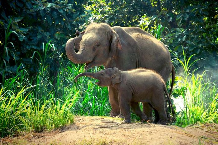 Elefante e un piccolo bambino