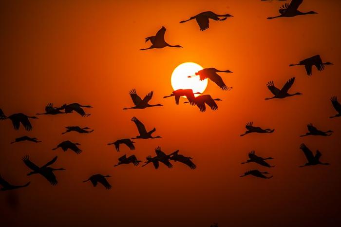 Un branco di uccelli che vola oltre il tramonto nel cielo.