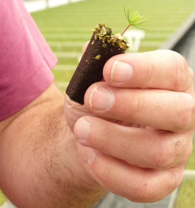 un germinante di conifera