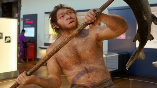 Un uomo trova resti di mascella di un antico ominide nelle piastrelle della cucina
