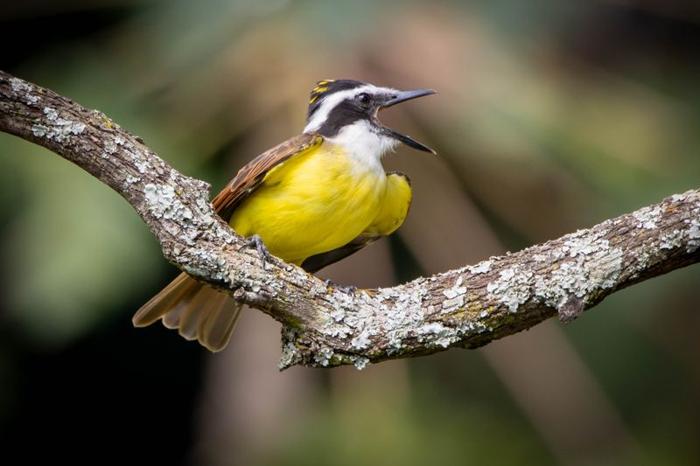 Gli Uccelli Sognano di Cantare: Uno Studio Rivela il Mondo Onirico Aviario