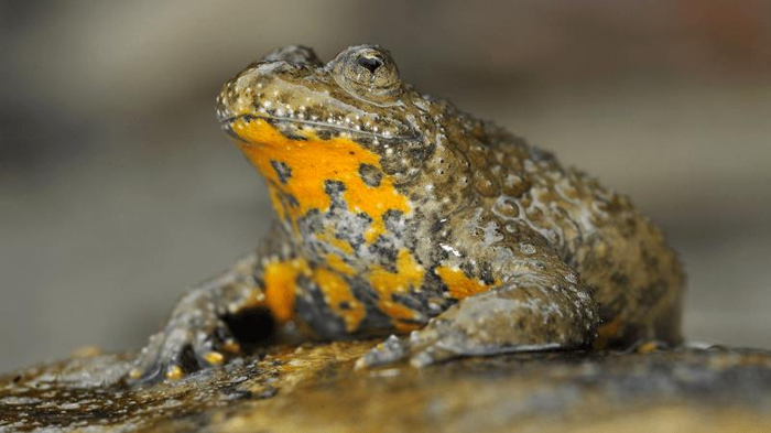 heart-shaped-pupil-toad-m-1.png