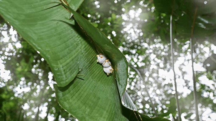 Il Fascino del Pipistrello Bianco Honduregno: Costruttori di Tende nella Foresta Pluviale