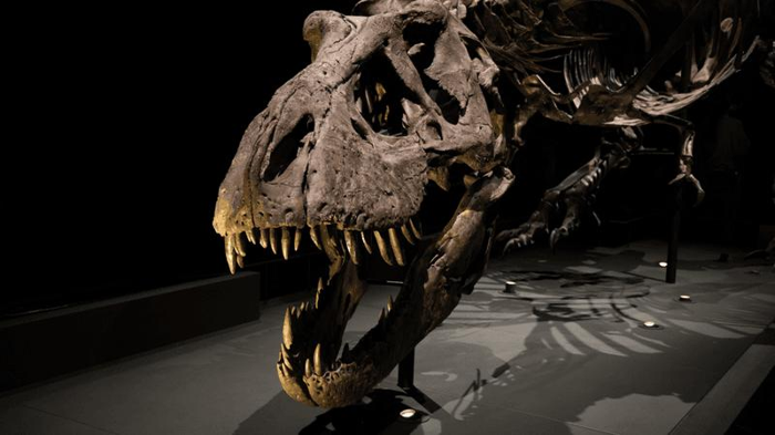 Il mistero dell’intelligenza del Tyrannosaurus rex svelato