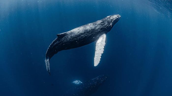 Comunicare con le balene: il nuovo approccio di SETI alla ricerca di intelligenza extraterrestre