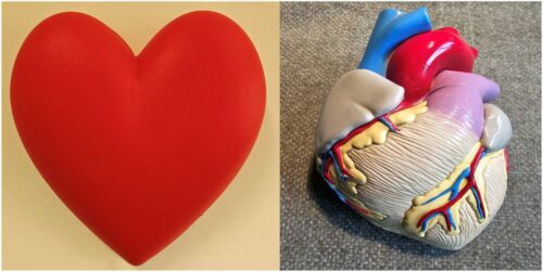 Perché il simbolo del cuore non ha nulla a che fare con l’organo?