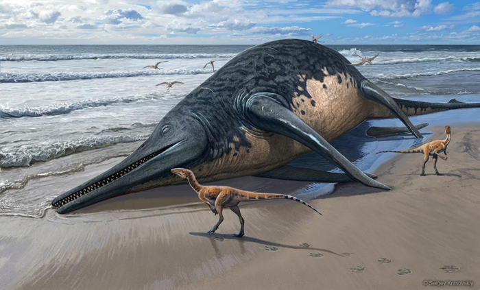 Un Ichthyotitan morto su una spiaggia da predatori