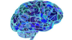 Il cervello degli esseri umani sta diventando più grande. Cosa comporta tutto ciò?