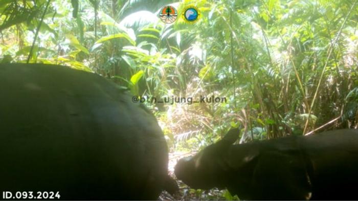 Una madre e un cucciolo di rinoceronte di Giava visti il 4 marzo 2024 nel Parco Nazionale di Ujung Kulon.