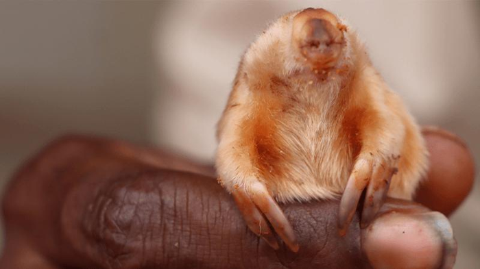 Una mano tiene una marmotta Kakarratul che guarda verso la fotocamera. L'animale è coperto da bellissimo pelo dorato con un grande naso piatto e due lunghe unghie su ciascuna estremità delle zampe anteriori.