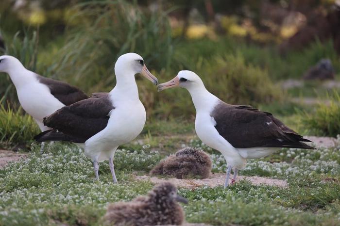 Two laysan albatrosses participating in a courtship dance.