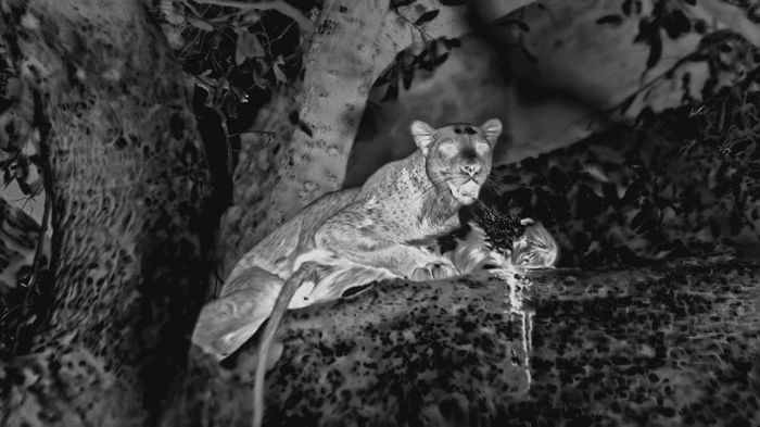 Mammiferi: La Caccia Notturna del Leopardo Africano