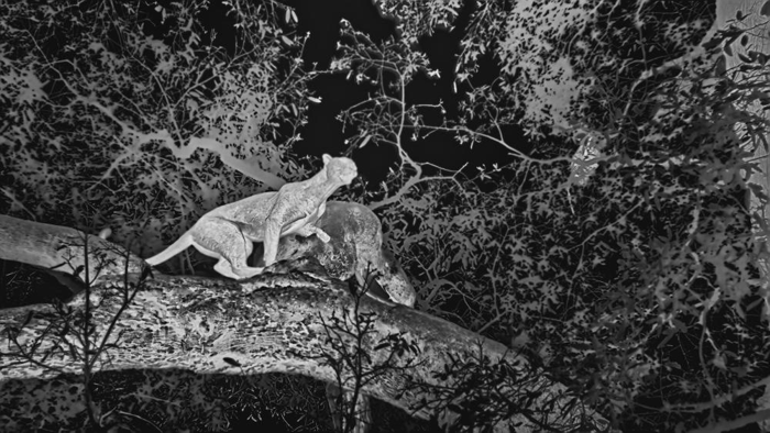 caccia al leopardo ai babbuini di notte