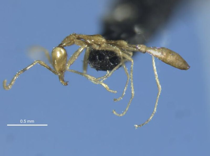 La scoperta della formica fantasma Leptanilla voldemort