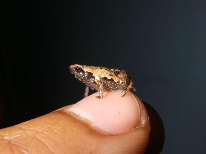 Un maschio adulto di Mini mum, una delle rane più piccole del mondo, si posa su un'unghia con spazio a disposizione.