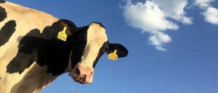 Una mucca da latte con uno sfondo di cielo blu.