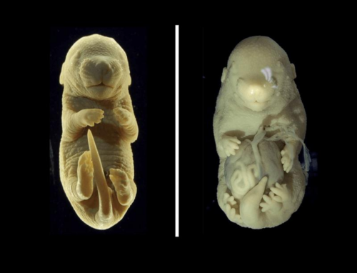 Il topo a sei zampe: un’insolita scoperta nello sviluppo embrionale