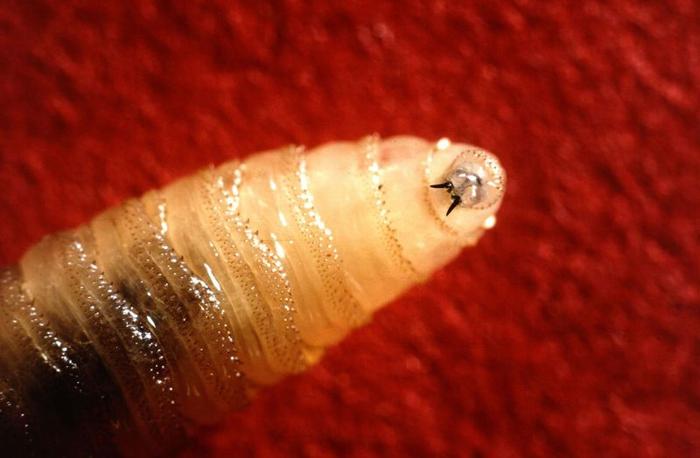 Close up of a screwworm larvae with large fangs on a red background.