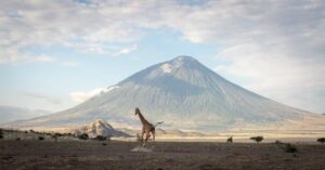 Giraffa che corre attraverso la savana secca di fronte al vulcano Ol Doinyo Lengai in Tanzania sotto un cielo nuvoloso e blu