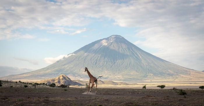 Giraffa che corre attraverso la savana secca di fronte al vulcano Ol Doinyo Lengai in Tanzania sotto un cielo nuvoloso e blu