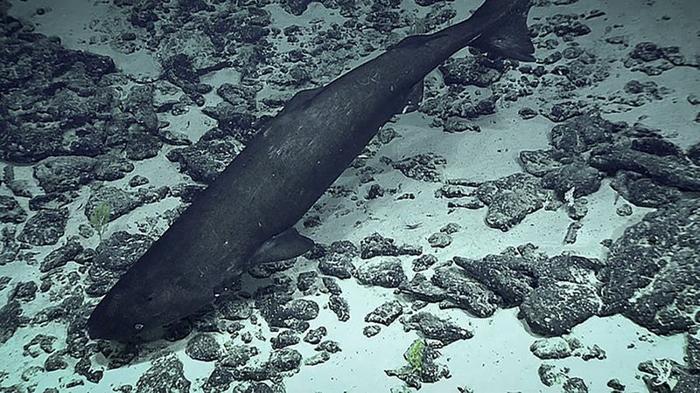 Squalo sonnolento del Pacifico fotografato a 3.125 piedi di profondità dal veicolo operato a distanza, Deep Discoverer.