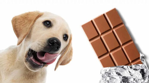 Perché il cioccolato è tossico per i cani? Scopriamolo insieme