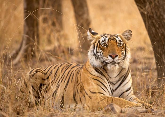 Fotografia della tigre del Bengala Riddhi sdraiata sull'erba marrone tra gli alberi, zampe davanti a lei, sembra calma
