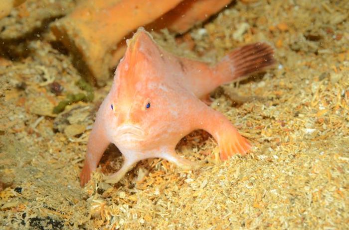 Pink handfish on the sandy sea floor. Bright blue eyes and a very grumpy looking expression.