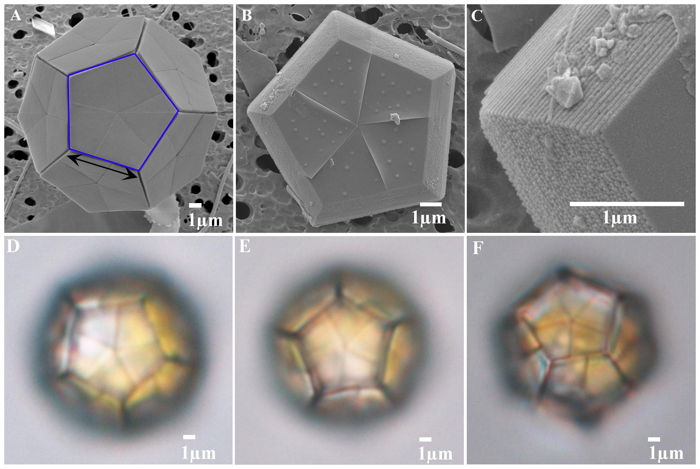 (A) Immagine SEM di una cellula di B. bigelowii circondata da 12 pentaliti (al largo di Tomari, 17 giugno 2012). Un pentalite (scala calcarea dei Braarudosphaeraceae) indicato dal pentagono aperto blu è composto da cinque segmenti trapezoidali. La freccia nera indica la lunghezza del lato del pentalite dove sono state effettuate le misurazioni. (B) Immagine SEM del pentalite di B. bigelowii (lato prossimale) (al largo di Tomari, 17 giugno 2012). (C) Ingrandimento del lato prossimale di un pentalite (Fig. 1B) che mostra la struttura laminare. (D) Immagine LM del campione TMR-scBb-1 (E) Immagine LM del campione TMR-scBb-7. (F) Immagine LM del campione TMR-scBb-8.