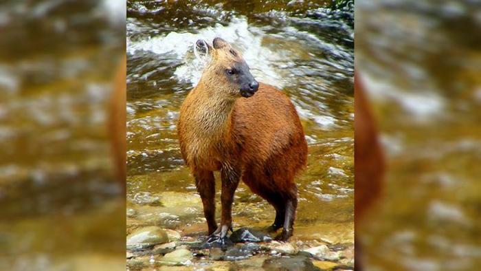 Un piccolo cervo, Pudella carlae, si trova su rocce in un fiume.