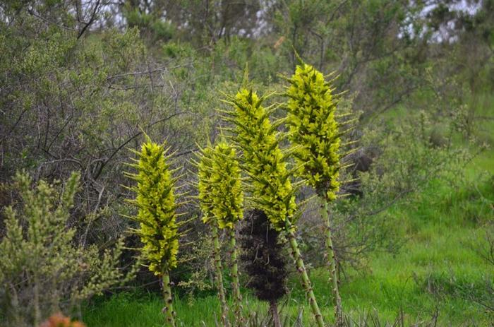 Puya chilensis: la pianta carnivora delle Ande