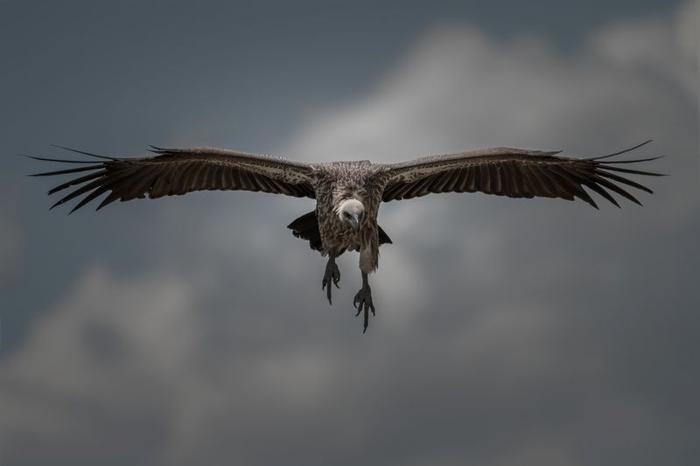 grande avvoltoio con ali larghe e testa pallida senza piume, in volo contro un cielo grigio opaco