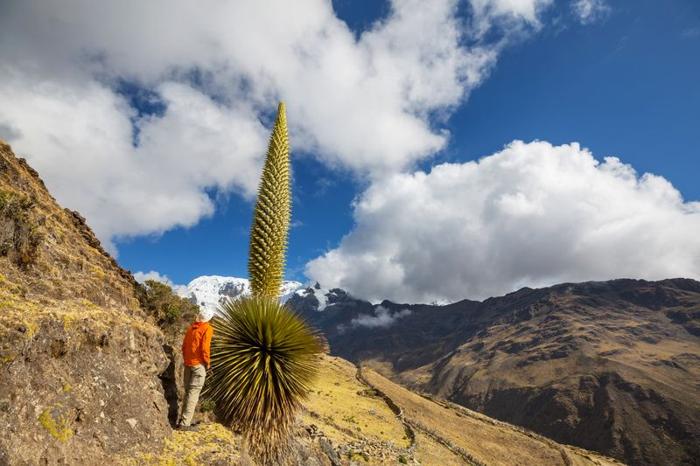 Turista vicino alle piante di Puya Raimondii nelle Ande peruviane, Sud America.