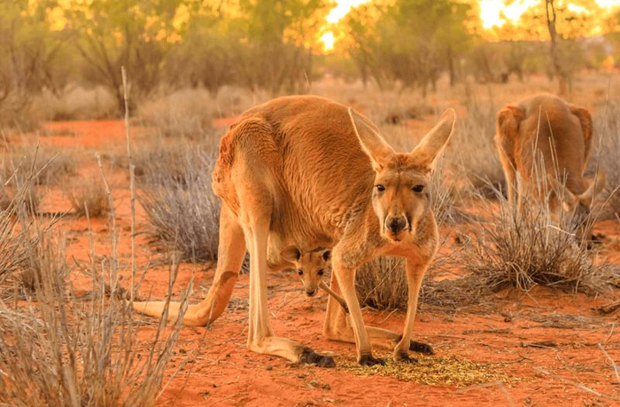 Canguro rosso femmina con un cucciolo in tasca, Macropus rufus, sulla sabbia rossa dell'entroterra dell'Australia centrale.