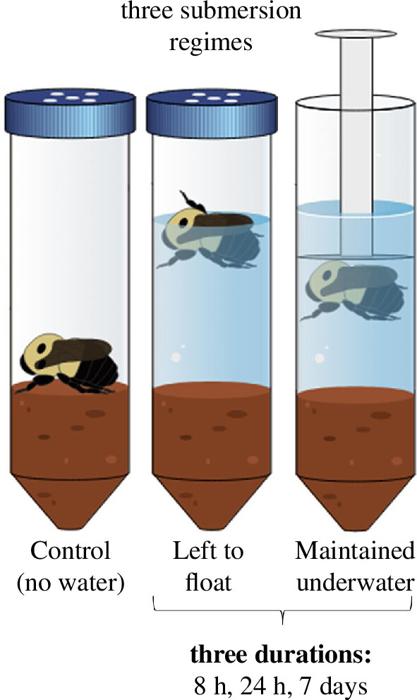 Tre grafici di provette con un'ape in ognuna. La provetta a sinistra mostra solo l'ape sul terreno. Nella provetta centrale l'ape galleggia in superficie sull'acqua, nella provetta a destra l'ape è tenuta sott'acqua con un pistone bianco.