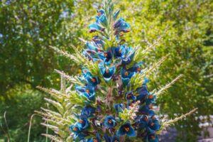 Grande pianta verde spinosa con incredibili fiori blu con centri arancioni luminosi.