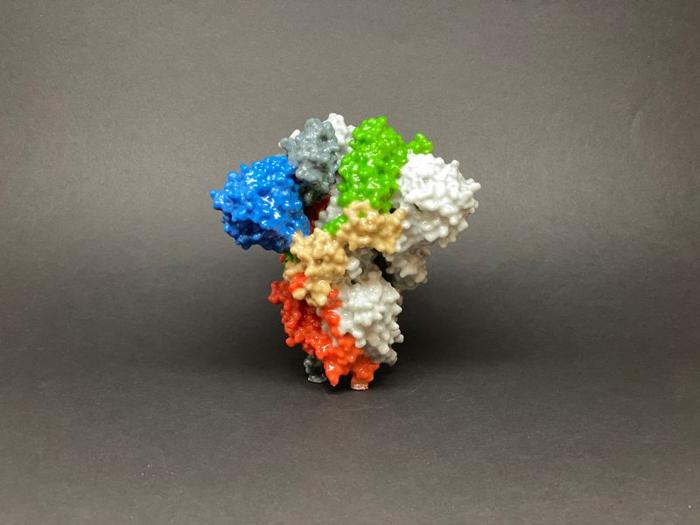 Stampa 3D di una proteina spike sulla superficie di SARS-CoV-2, anche conosciuto come 2019-nCoV, il virus che causa COVID-19. Le proteine spike coprono la superficie di SARS-CoV-2 e consentono al virus di entrare e infettare le cellule umane.