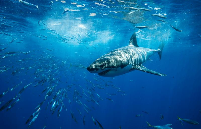 La straordinaria migrazione degli squali bianchi