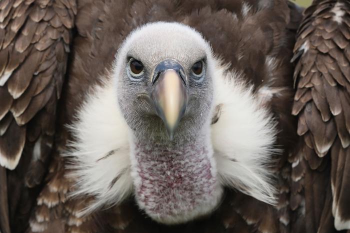 dettaglio del volto di un grifone di Rüppell, un grande uccello rapace con occhi marroni che guarda direttamente verso la fotocamera; le sue piume sono marroni screziate e il collo è circondato da un collare di piume bianche, ma non ha vere piume sulla testa, solo una peluria bianca