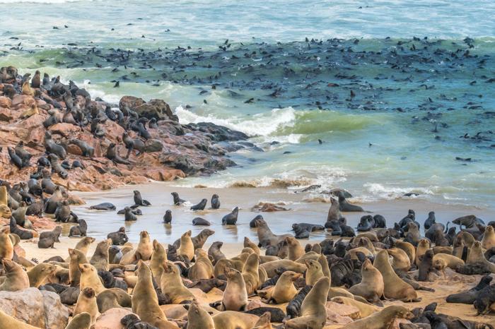 grande colonia di foche lungo la costa curva, sedute su rocce, sulla spiaggia e nuotanti in mare