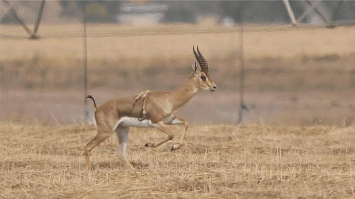 Una gazzella maschio che corre attraverso un paesaggio erboso con due zampe extra che pendono dalla parte centrale della schiena.