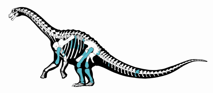 I fossili di Titanomachya gimenezi trovati nella Formazione La Colonia.