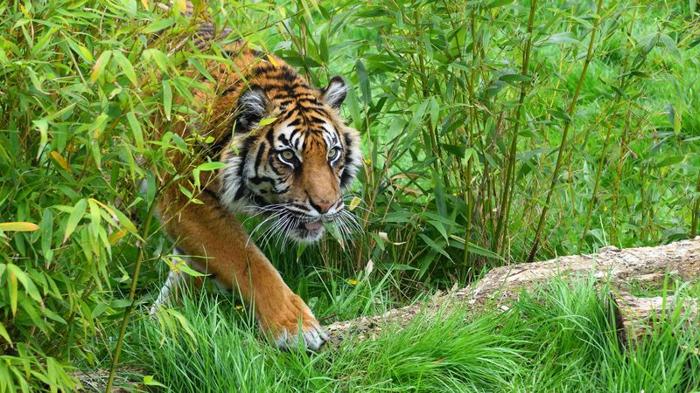 Tigre di Sumatra nell'erba
